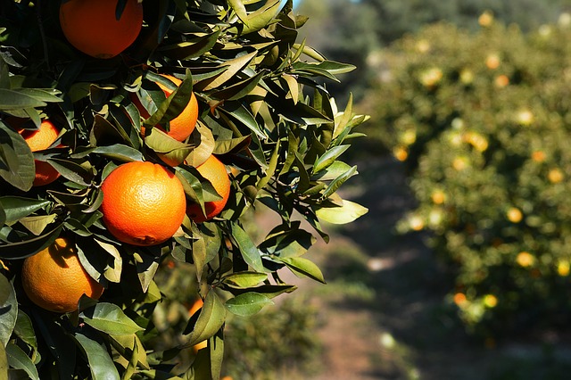 עץ תפוזים לפני גיזום