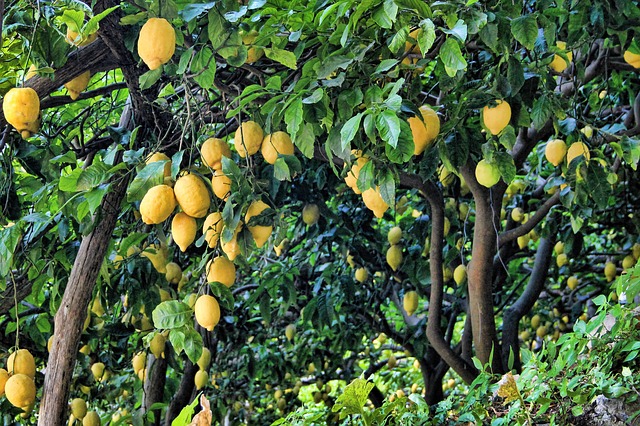 עצי לימון לפני גיזום
